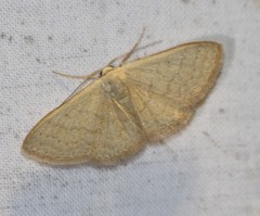 Idaea uniformis