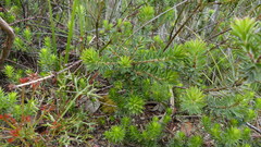 Pultenaea humilis