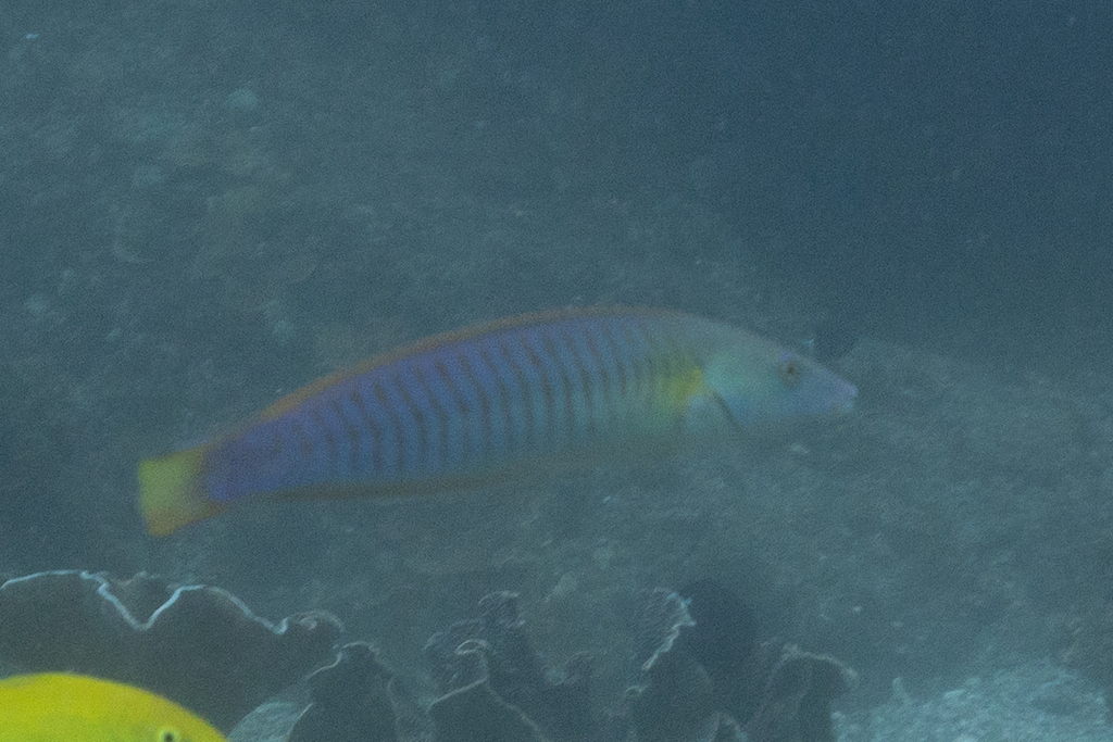 Pastel ringwrasse