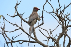 Urocolius indicus indicus