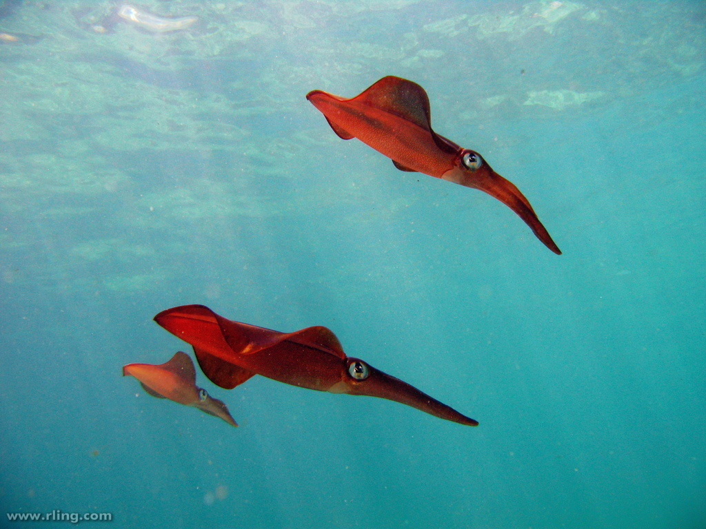 Pencil Squids