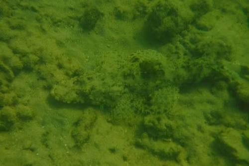 Bartail Flathead