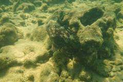 Epinephelus malabaricus