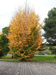 Fagus sylvatica