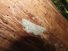 Catoria sublavaria