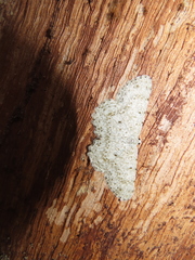 Catoria sublavaria