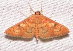 Psara dryalis
