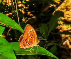 Taxila haquinus