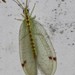 Diamond-banded Lacewing - Photo (c) Ian McMaster, some rights reserved (CC BY-NC), uploaded by Ian McMaster