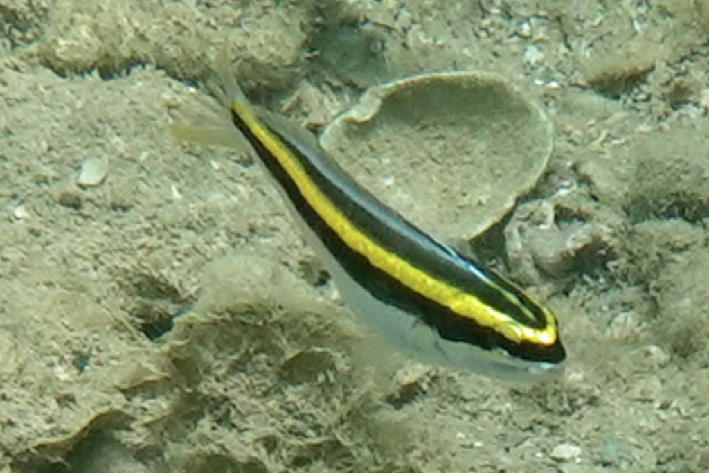 Yellow Fangblenny