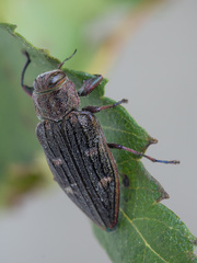 Chrysobothris chrysostigma