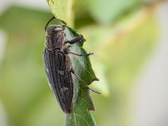 Chrysobothris chrysostigma