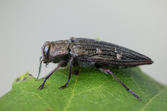Chrysobothris chrysostigma