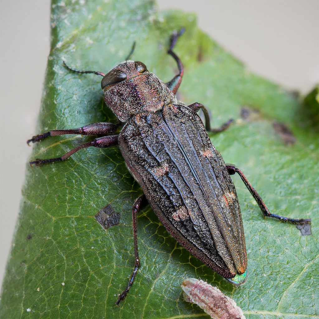 Chrysobothris chrysostigma