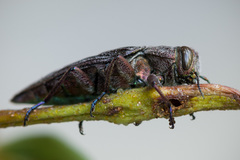 Chrysobothris chrysostigma