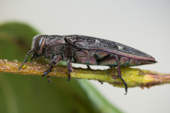 Chrysobothris chrysostigma