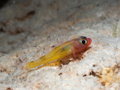 Yellow-Banded Pygmygoby photo 1