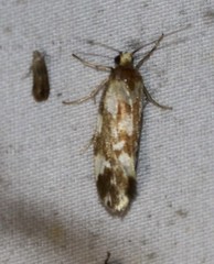 Lactura cristata