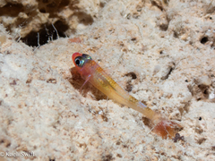 Yellow-Banded Pygmygoby photo 2