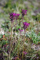 Pedicularis sudetica interior