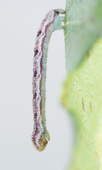 Eupithecia satyrata