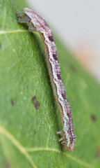 Eupithecia satyrata