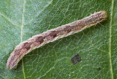 Eupithecia satyrata