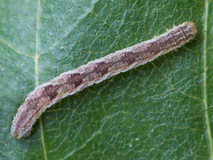 Eupithecia satyrata