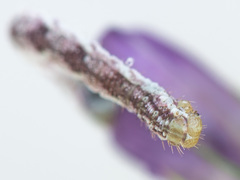 Eupithecia satyrata