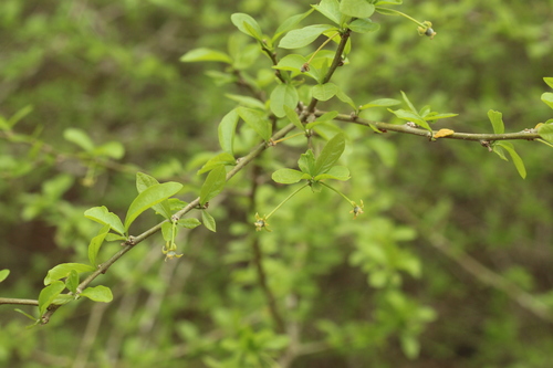 Adelia membranifolia