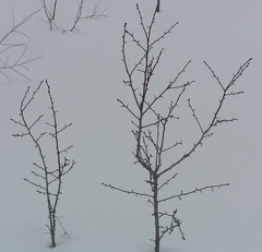 Crataegus chlorosarca