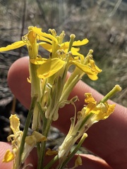 Erysimum perenne