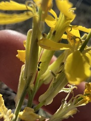 author not stated, no rights reserved Erysimum perenne, photograph author not stated, no rights reserved