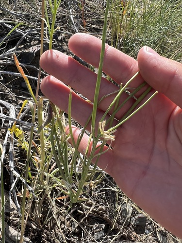 Erysimum perenne, photograph 3