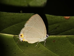 Tajuria isaeus
