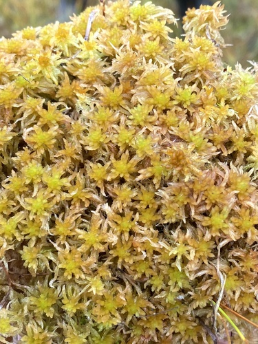 Sphagnum subfulvum observed 2025-09-04