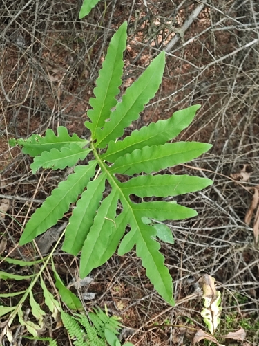 Onoclea sensibilis interrupta