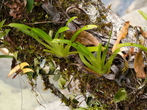 Phreatia micrantha observed 2025-09-01