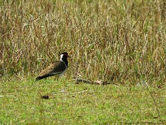 Vanellus indicus