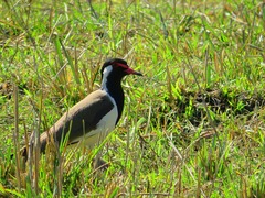 Vanellus indicus