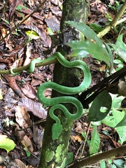 Trimeresurus vogeli