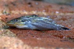 Mystus bleekeri