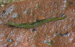 Macrognathus