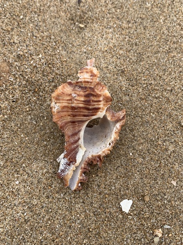 Chicoreus torrefactus observed 2025-09-04