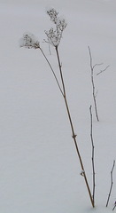 Filipendula palmata