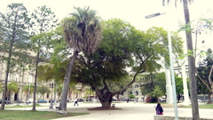 Libidibia paraguariensis