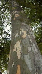 Libidibia paraguariensis