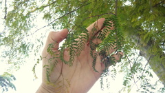 Libidibia paraguariensis