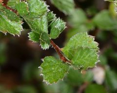 Cercocarpus betuloides betuloides