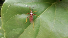 Holhymenia histrio